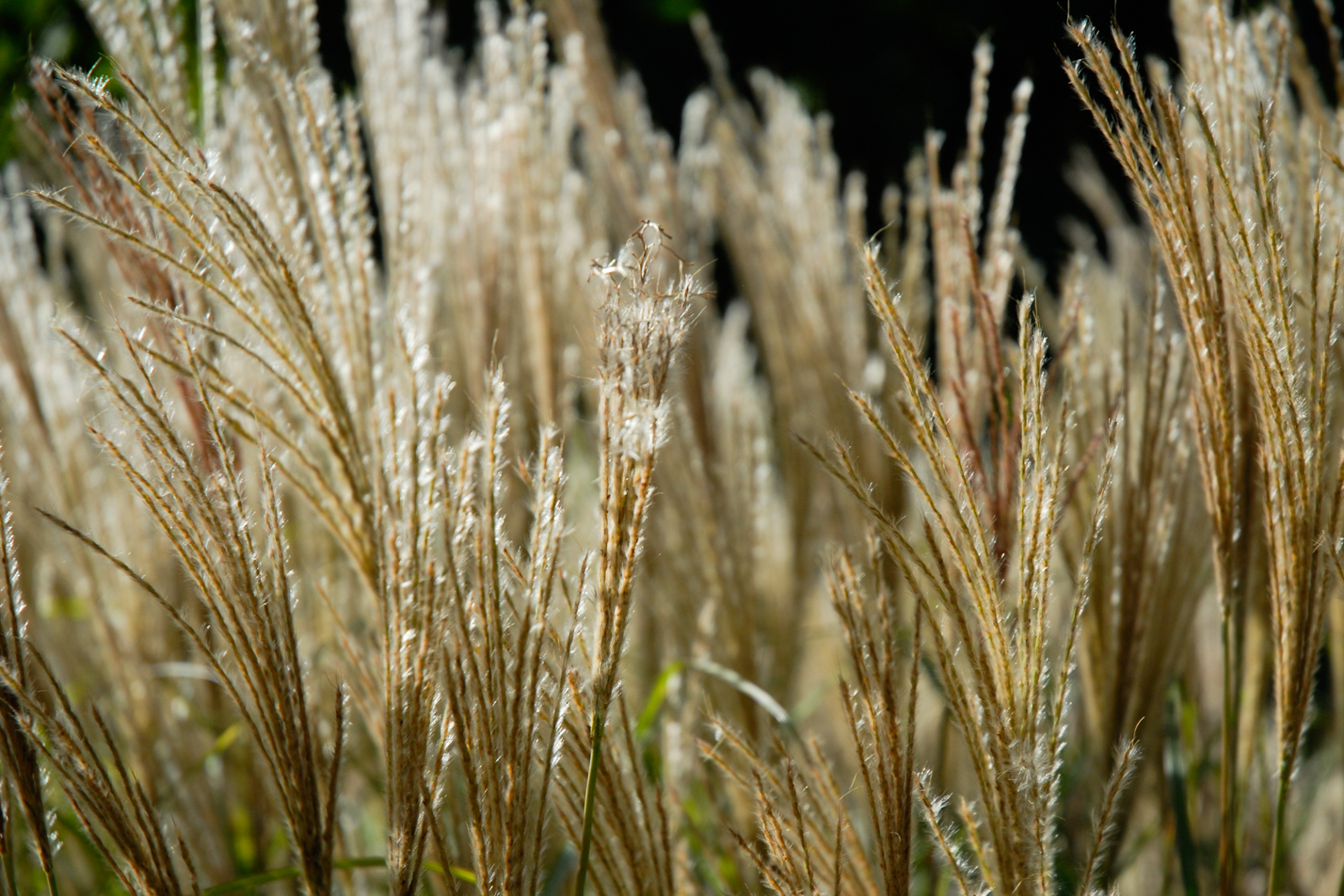 Compact Maiden Grass